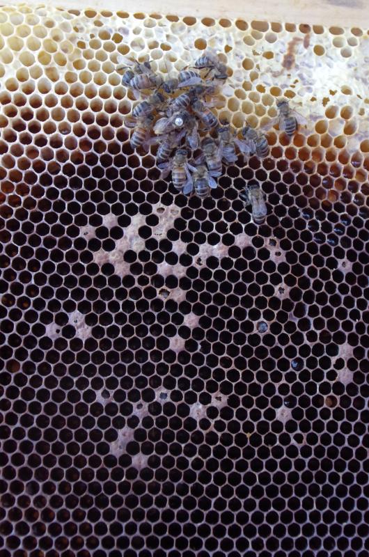 Abgestorbenes Bienenvolk - Bild: Melanie von Orlow
