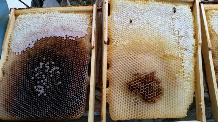 Ende der Bienenbox
