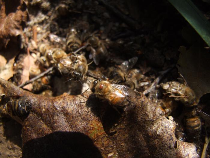 Varroa-Schäden - Bild: Melanie von Orlow
