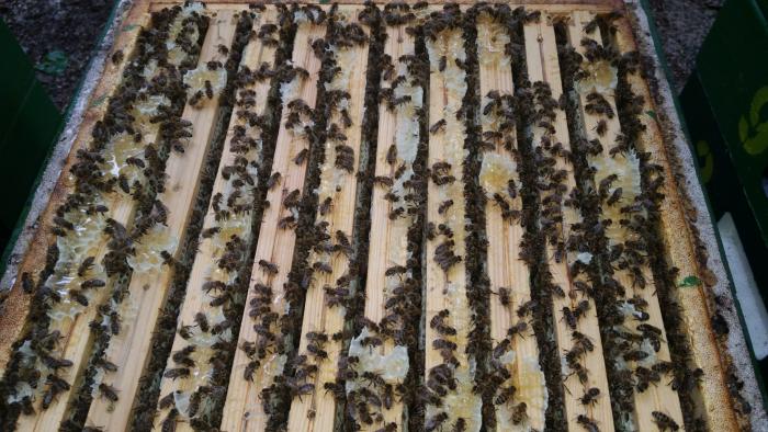 Verbau zwischen den Honigräumen - hier mangelt es an Platz! Bild: Melanie von Orlow