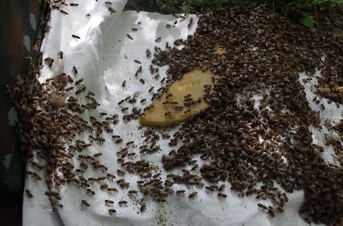 Die Bienen strömen in den bereit gestellten Kasten zu ihren Schwestern - Bild: Melanie von Orlow