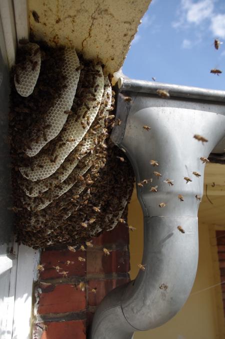 Freibauende Bienen in Pankow