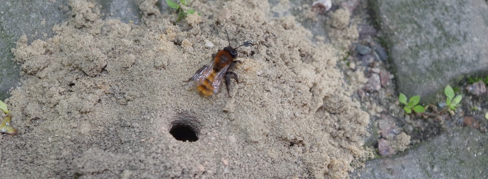 6.andrena.