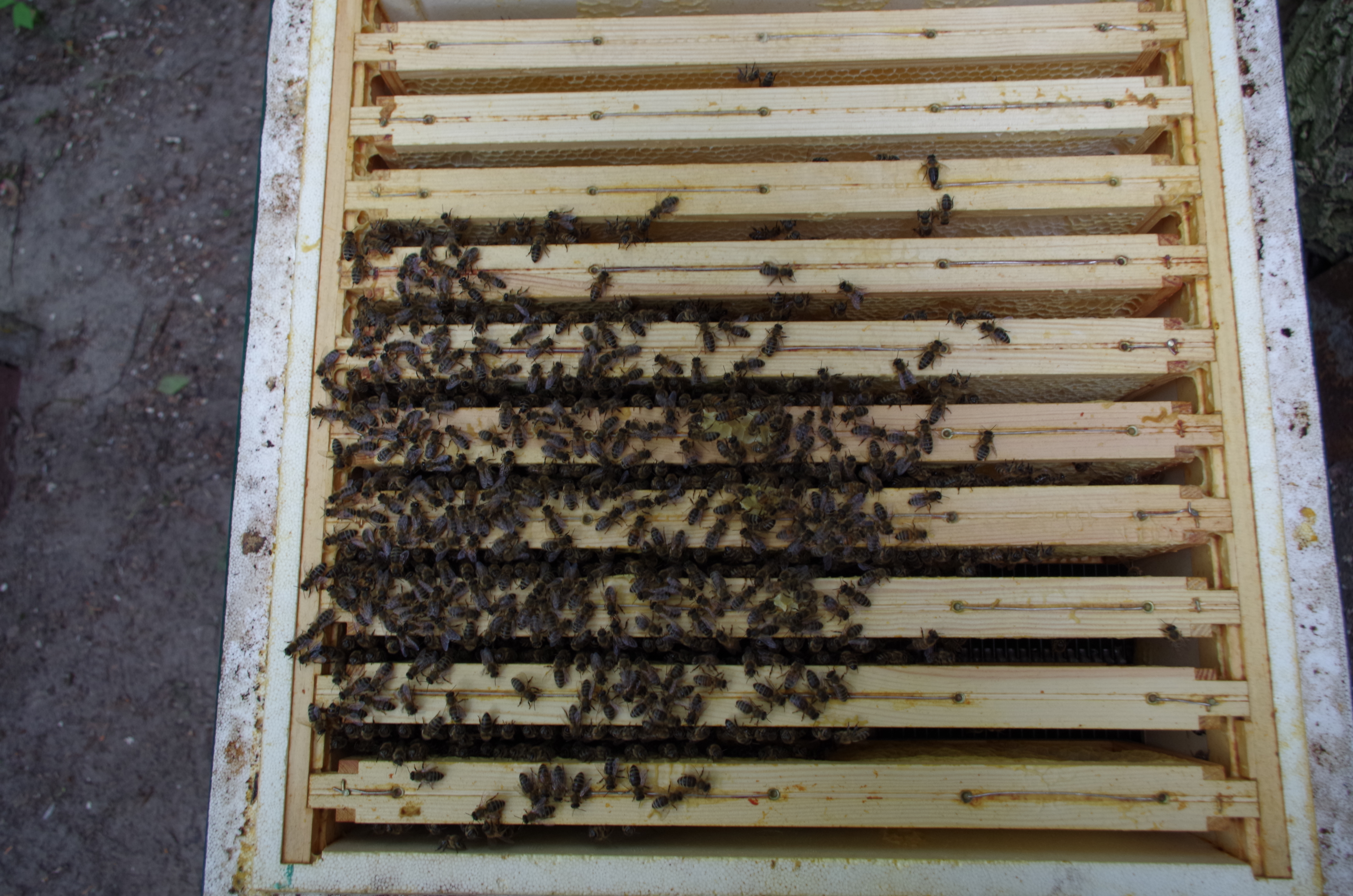 Honigraum mit Abstandsklötzchen