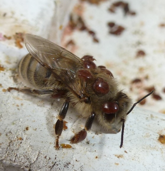 Varroa-befallene Biene
