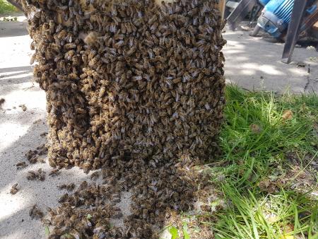 passen kaum, die 3,88 kg Bienen - am Ende füllen sie den Schwarmkasten gut zur Hälfte