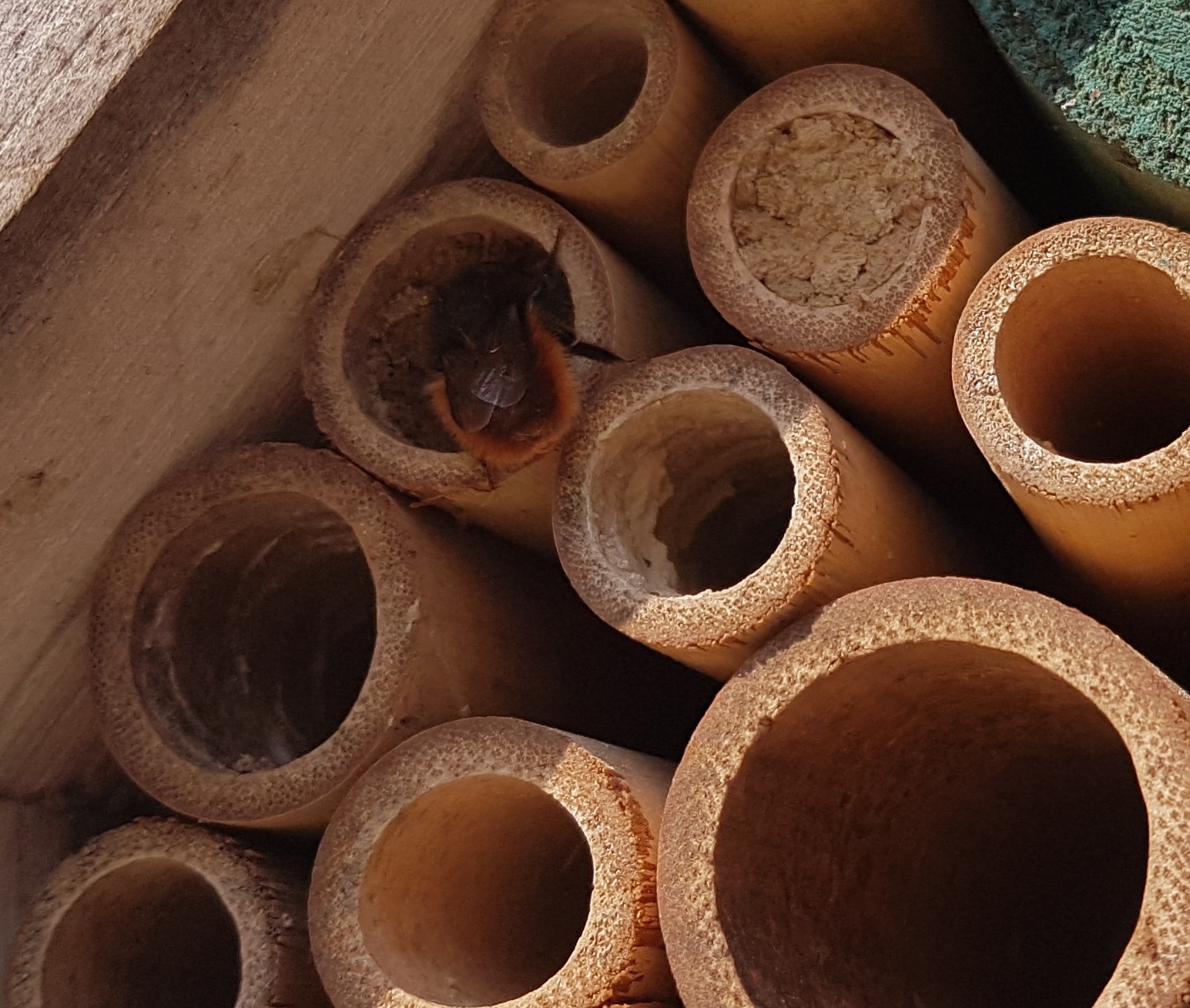 Osmia cornuta beim Nestbau