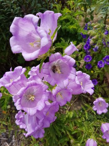 Riesenglockenblume