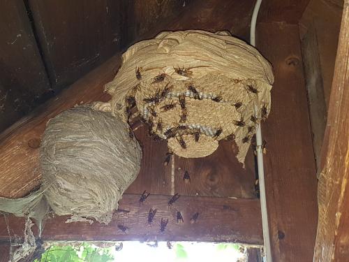 Hornissennest im Dach