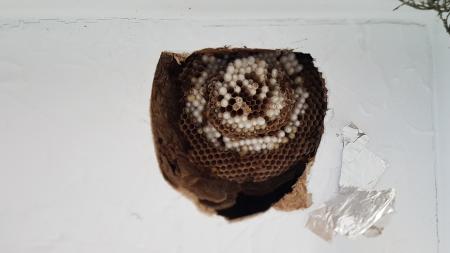 Hornissen in der Decke