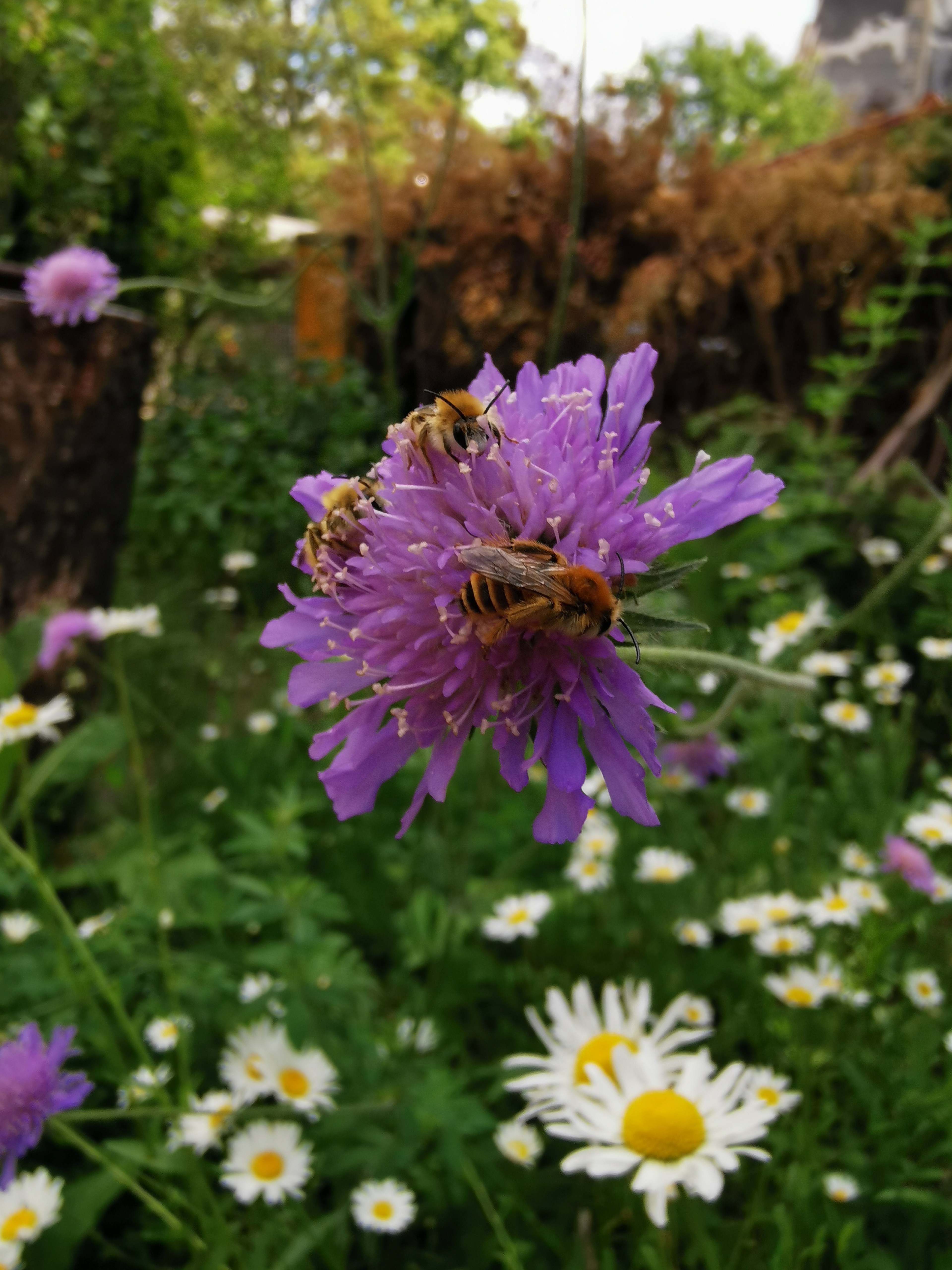 Wildbienen-Schlafgemeinschaft auf der Acker-Witwenblume