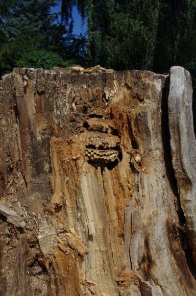 Hornissennest im Stamm