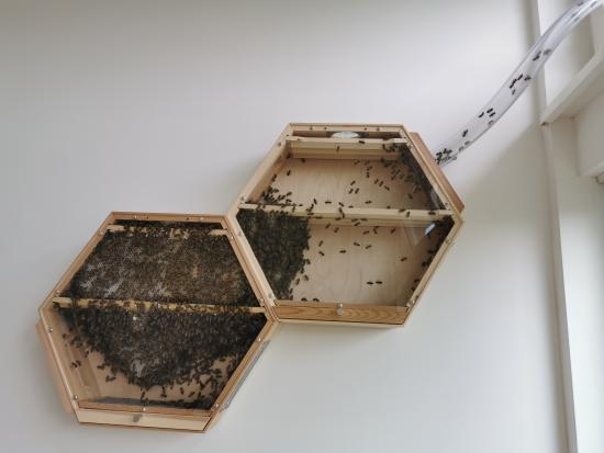 Beecosystem-Bienenhaltung