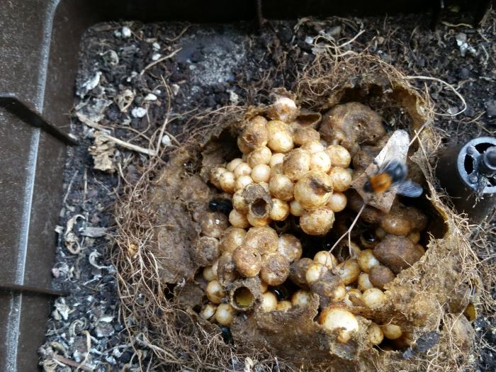 Baumhummel-Nest - Bild: Melanie von Orlow