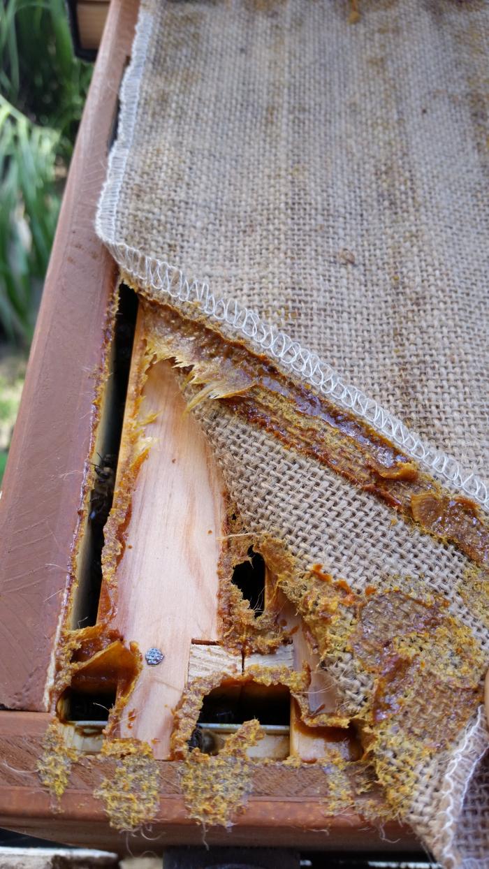Verkittung an der Bienenbox - Bild: Melanie von Orlow