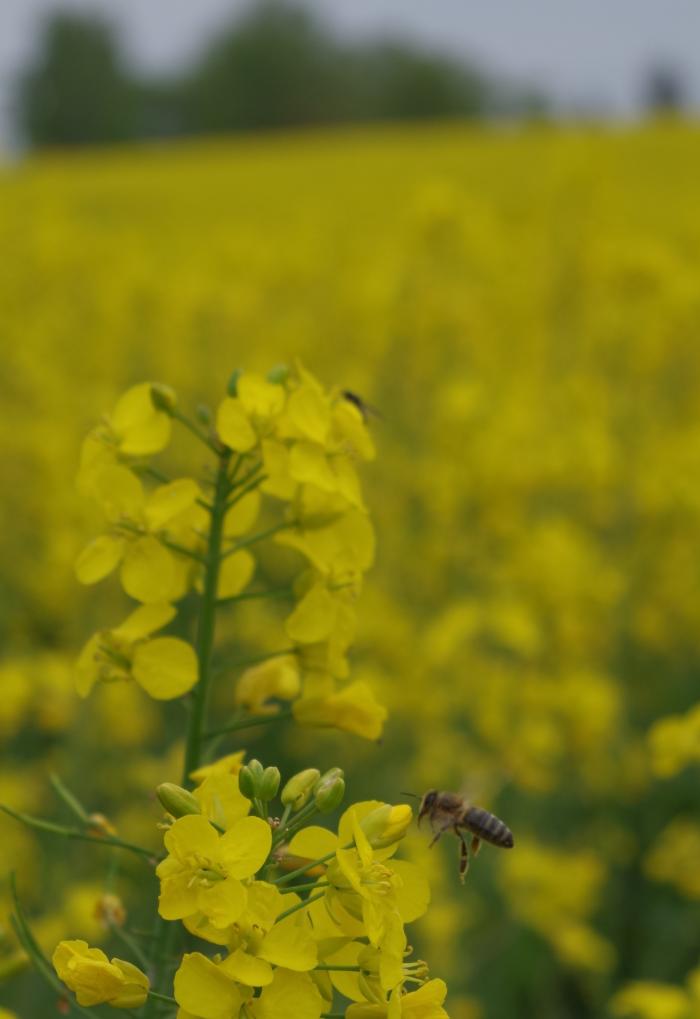 Im Anflug auf den Raps - Bild: Melanie von Orlow