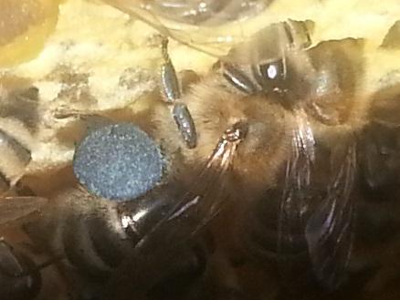 Biene mit blauem Pollen - Bild: Melanie von Orlow