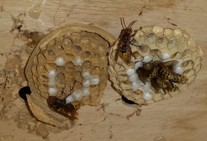Beide Waben werden gepflegt; links die Königin - Bild: Melanie von Orlow