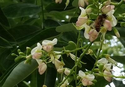 Schnurbaum-Blüte - Bild: Melanie von Orlow