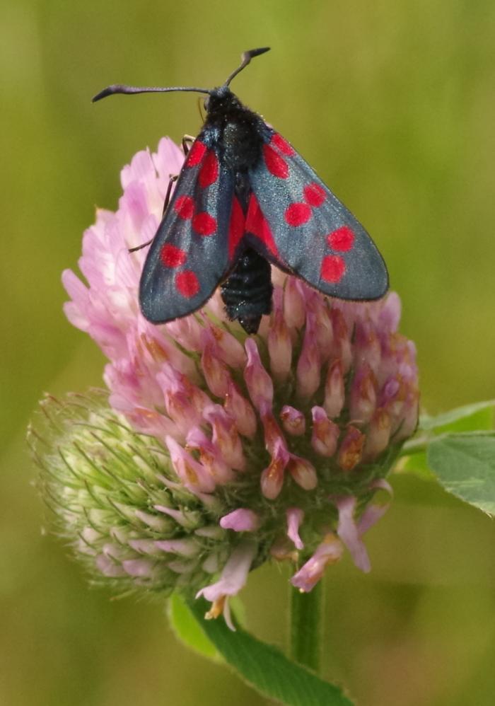 Widderchen (Zygaena filipendulae?) - Bild: Melanie von Orlow