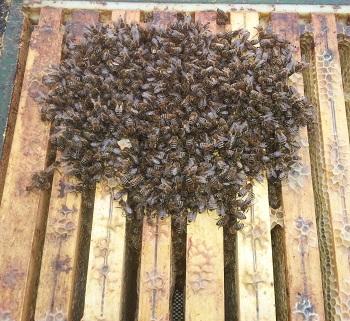 starkes Bienenvolk zur Winterbehandlung - Bild: Melanie von Orlow