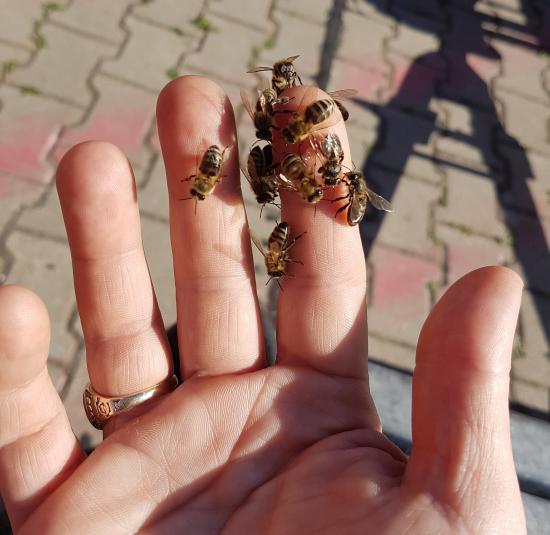 Bienenhand