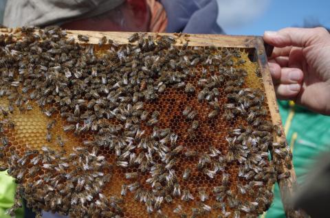 Bienen (Bild: Melanie von Orlow