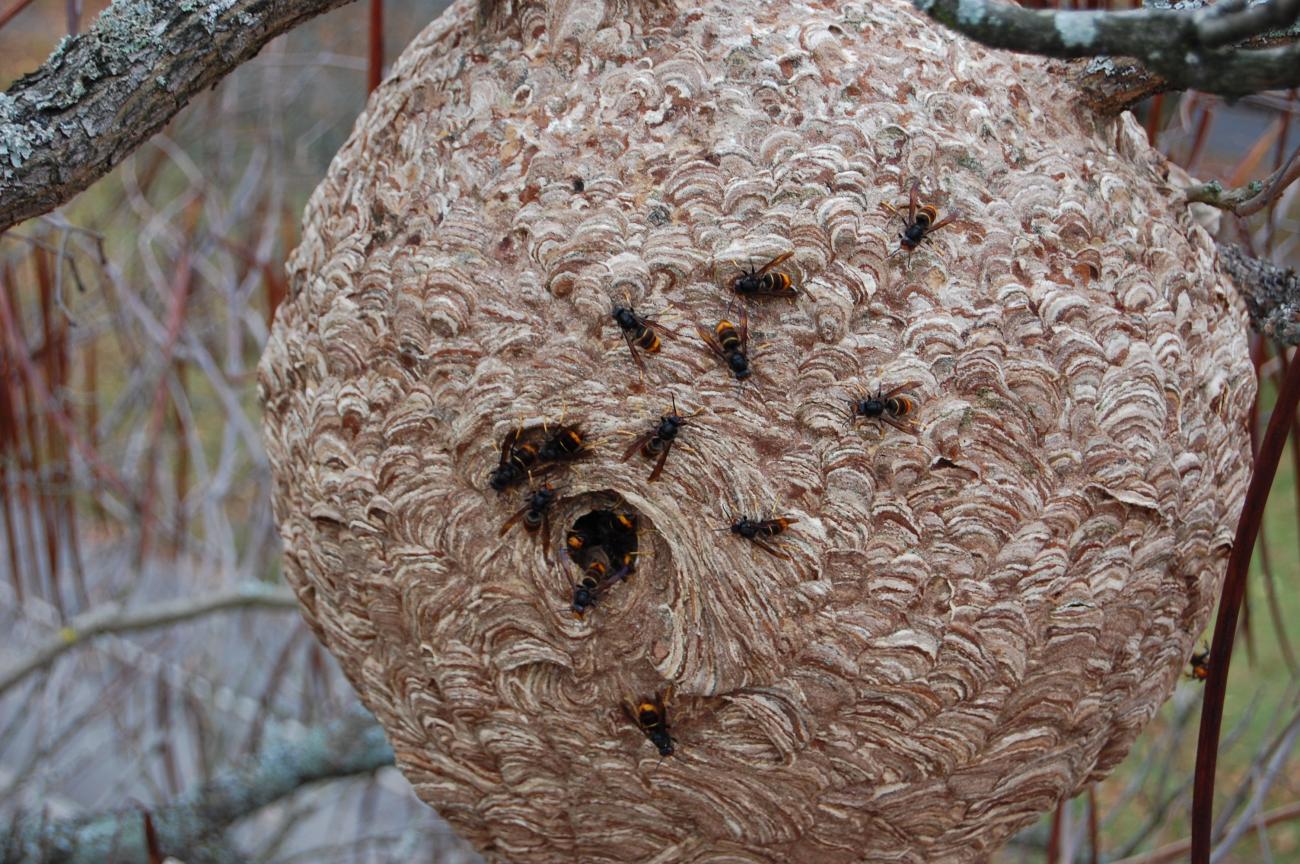 velutina nest