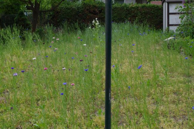 Mössinger (links) vs. Wildbienensaum (rechts)