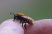 Andrena fulva (Bild: Melanie von Orlow)